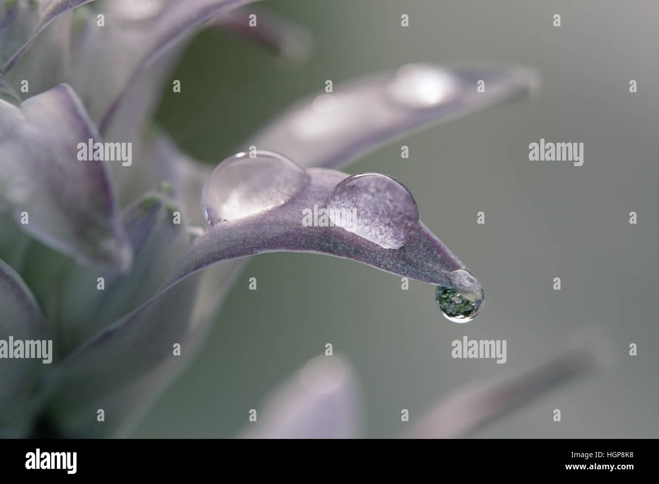 Piantaggine lily Hosta halcyon Foto Stock