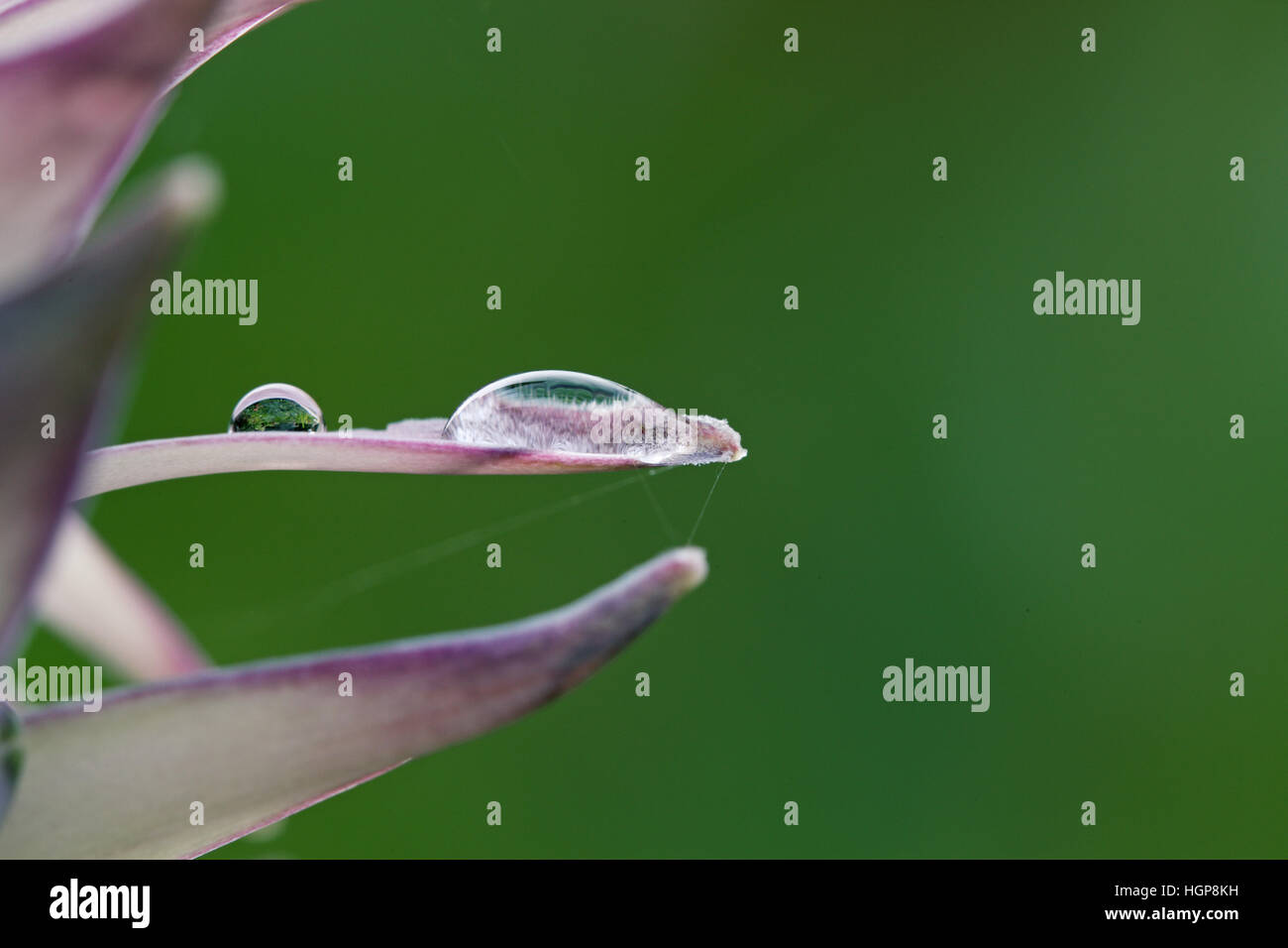 Piantaggine lily Hosta halcyon Foto Stock