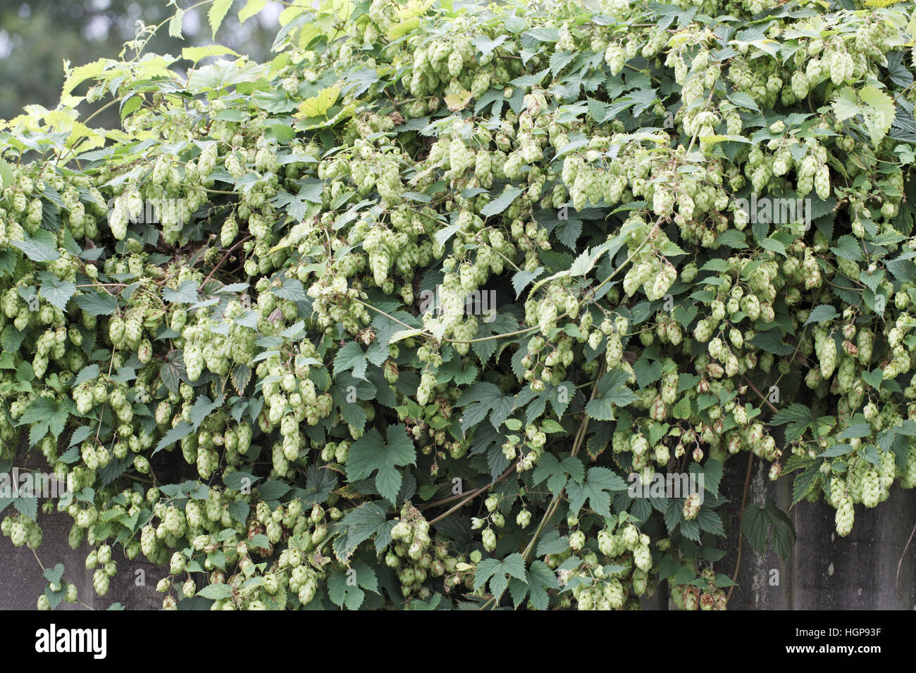 Hop Humulus lupulus frutto Foto Stock