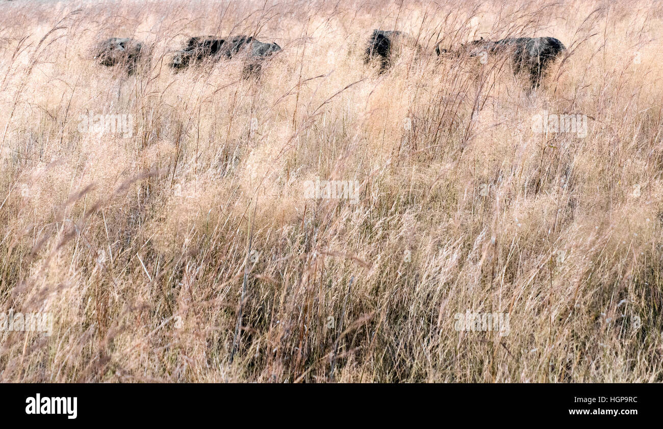 Bufali africani in erba lunga a Nehimba Vedereps Zimbabwe Foto Stock Bufali africani in erba lunga a Nehimba Vedereps Zimbabwe Foto Stock