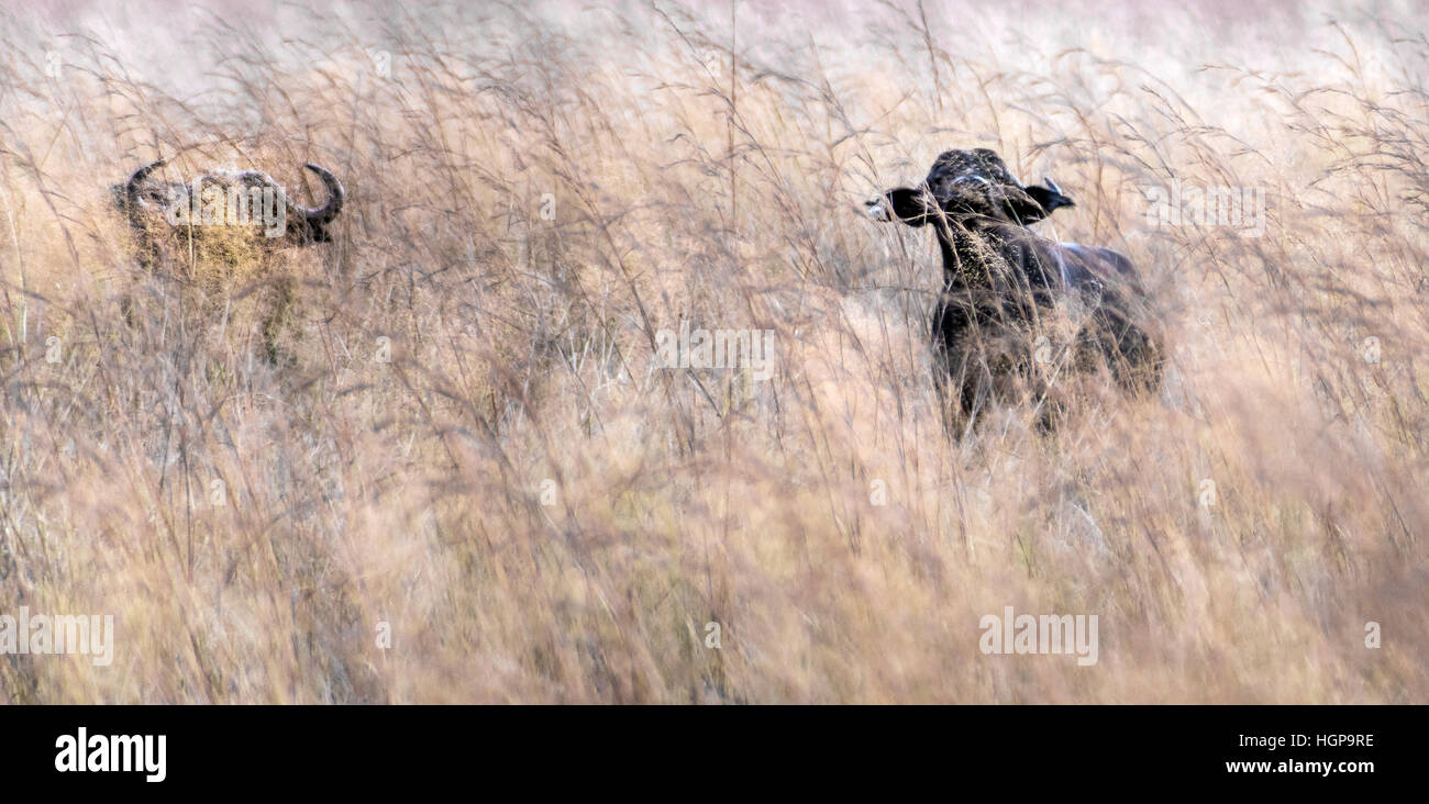 Bufali africani in erba lunga a Nehimba Vedereps Zimbabwe Foto Stock Bufali africani in erba lunga a Nehimba Vedereps Zimbabwe Foto Stock