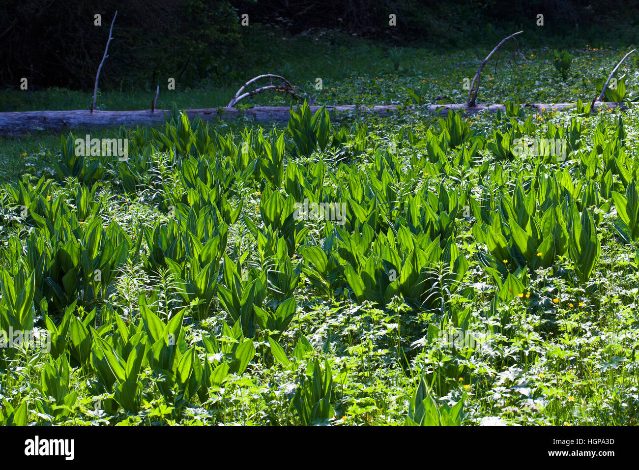 Grande genziana lutea Gentiana lascia retro-illuminato dalla mattina presto sun Hauts Plateaux Vercors riserva Parco naturale regionale Francia Foto Stock