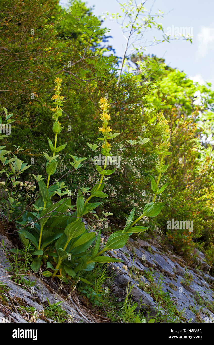 Grande genziana lutea Gentiana crescente sul roccioso banca sul ciglio della strada vicino al Col du Vercors Rousset Parco Naturale Regionale del Vercors Francia Foto Stock