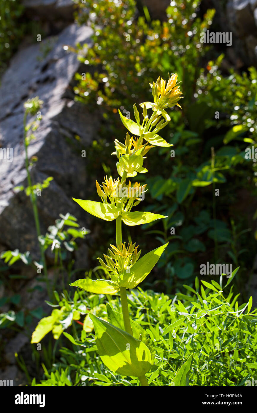 Grande genziana lutea Gentiana crescente sul roccioso banca sul ciglio della strada vicino al Col du Vercors Rousset Parco Naturale Regionale del Vercors Francia Foto Stock