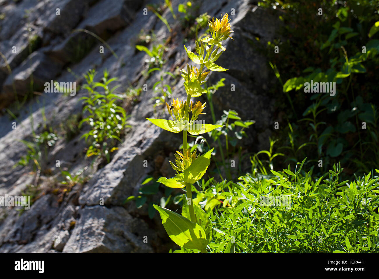 Grande genziana lutea Gentiana crescente sul roccioso banca sul ciglio della strada vicino al Col du Vercors Rousset Parco Naturale Regionale del Vercors Francia Foto Stock
