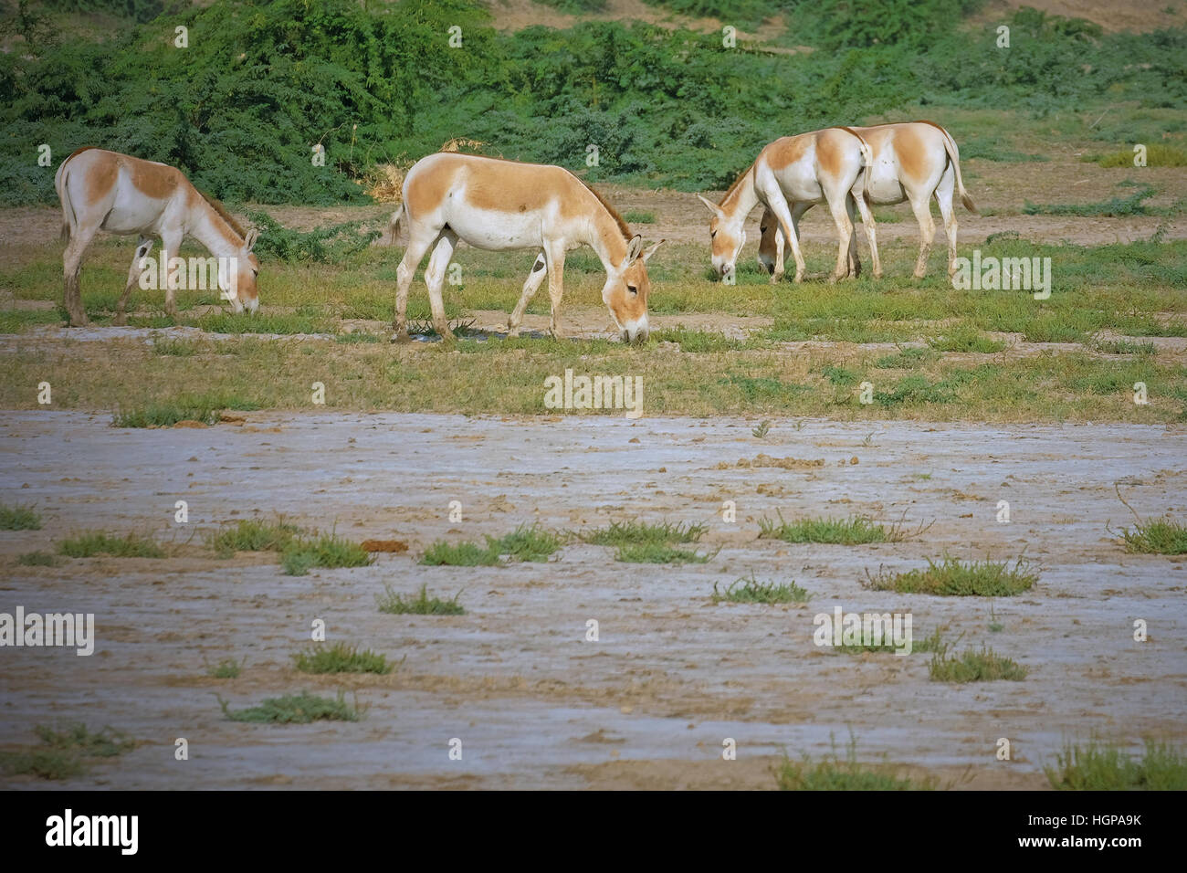 Indian asini selvatici ( Equus hemionus khur ) nella Raan di Kutch, scarsamente popolato deserto salina in Gujarat Foto Stock