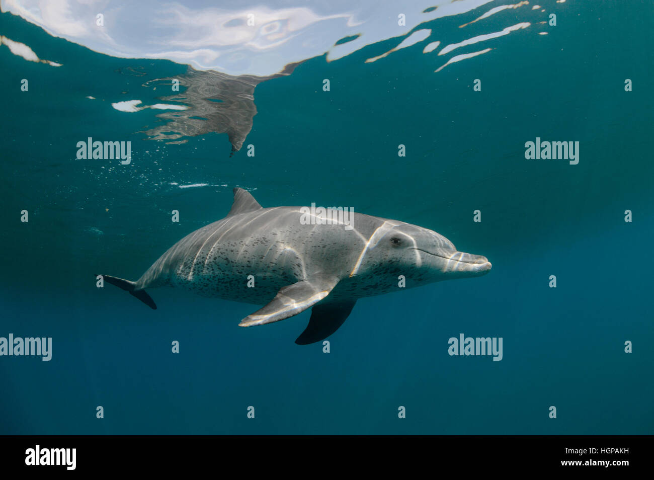 Indo-pacifico delfino maggiore (Tursiops aduncus) con la riflessione sulla superficie del mare rosso Foto Stock