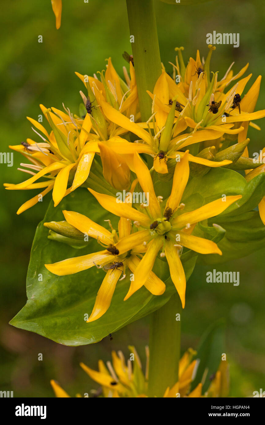 Grande genziana lutea Gentiana close-up di fiori di testa Vallee d'Arrens vicino Arrens Marsous Hautes Pirenei Parco Nazionale dei Pirenei Francia Foto Stock