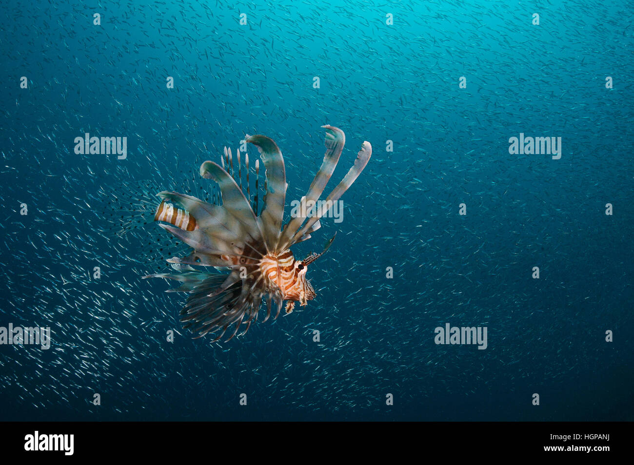 Foto subacquee del leone comune caccia nella scuola di glassfish nelle limpide acque blu del Mar Rosso. Foto Stock