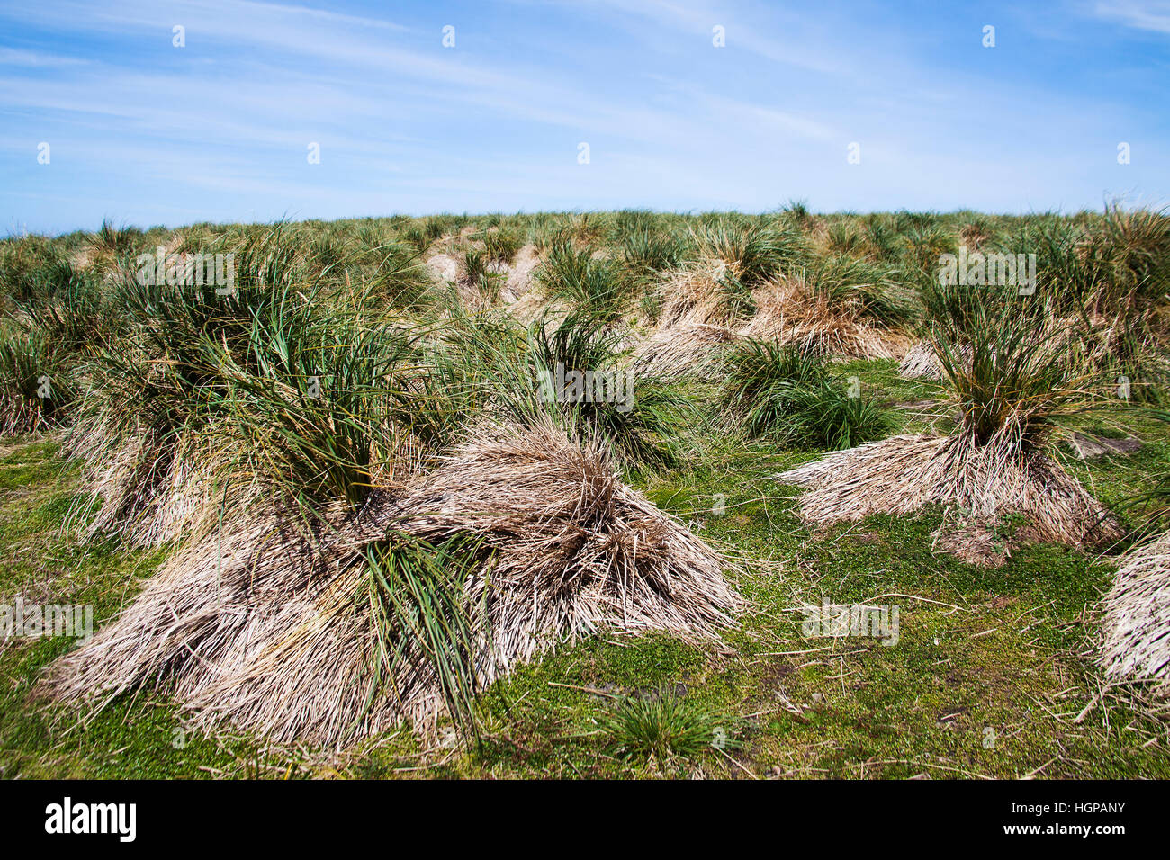 Erba Tussac Poa flabellata Sea Lion Island Isole Falkland Foto Stock