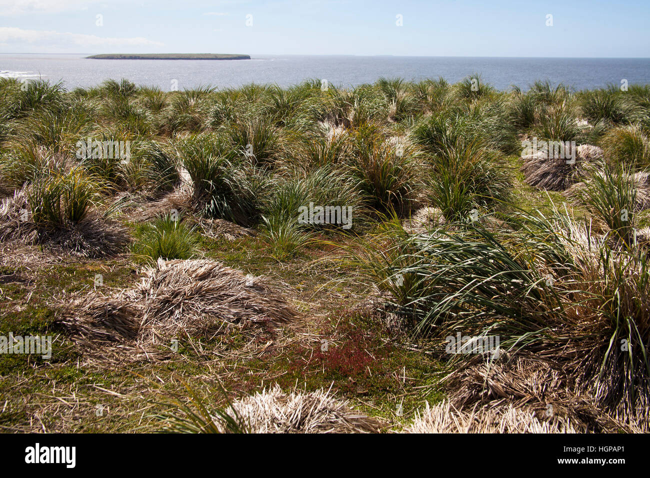 Erba Tussac Poa flabellata Sea Lion Island Isole Falkland Foto Stock