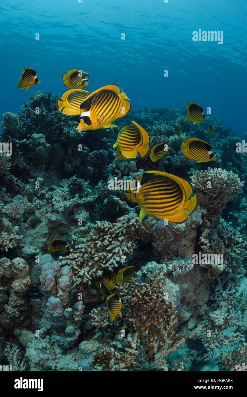 Foto subacquee della scuola di butterflyfish a strisce sulla barriera corallina del Mar Rosso in Egitto. Foto Stock