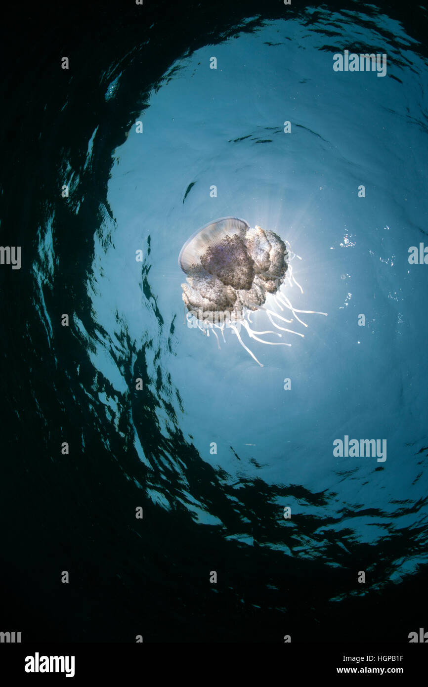 Una medusa trasparente Cephea cephea si sposti in corrispondenza della superficie nelle azzurre acque del Mar Rosso, crogiolarsi sotto il sole caldo. Foto Stock