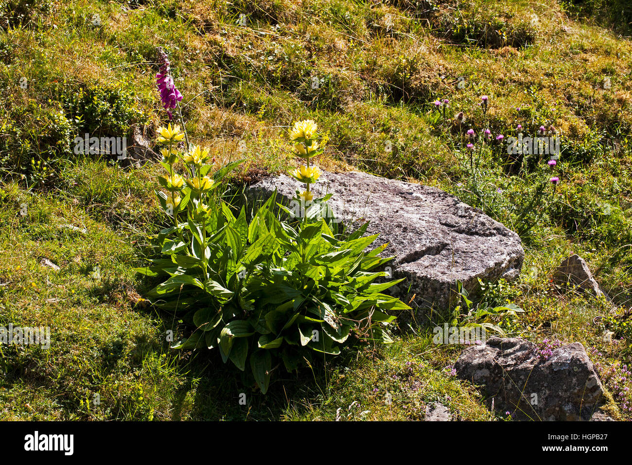 Grande genziana lutea Gentiana e Foxglove Digitalis purpurea Vallee d'Arruns Parco Nazionale dei Pirenei Francia luglio 2015 Foto Stock