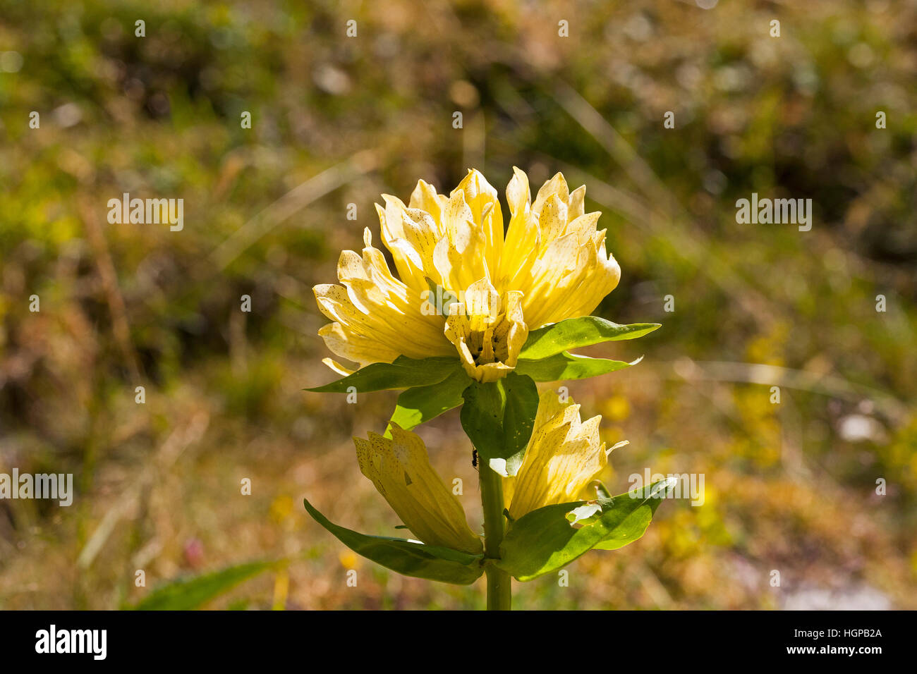 Grande genziana lutea Gentiana Vallee d'Arruns Parco Nazionale dei Pirenei Francia luglio 2015 Foto Stock