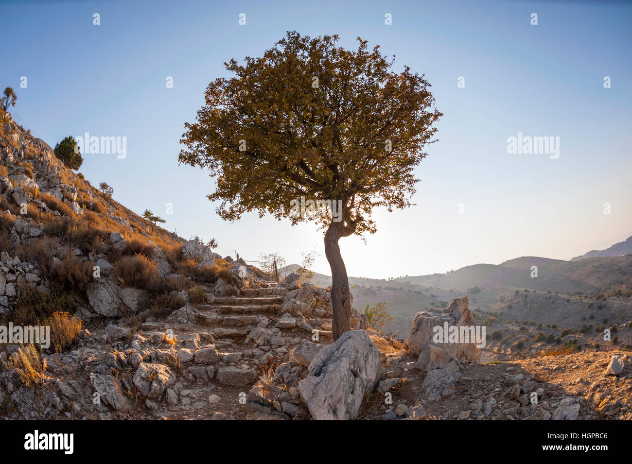 Albero solitario sulle colline dietro Horio sull'isola Di Symi Foto Stock