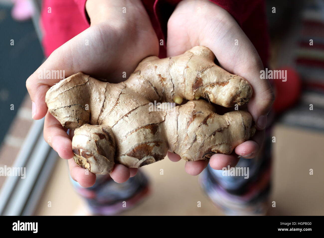 Vicino la mano che regge lo zenzero o noto come Zingiber officinale in mano Foto Stock