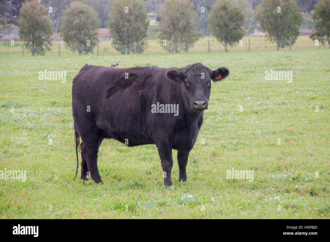 Una mucca nera con orecchio tagged in piedi in erba verde pascolo di terreni agricoli nella Valle di Swan del Western Australia. Foto Stock