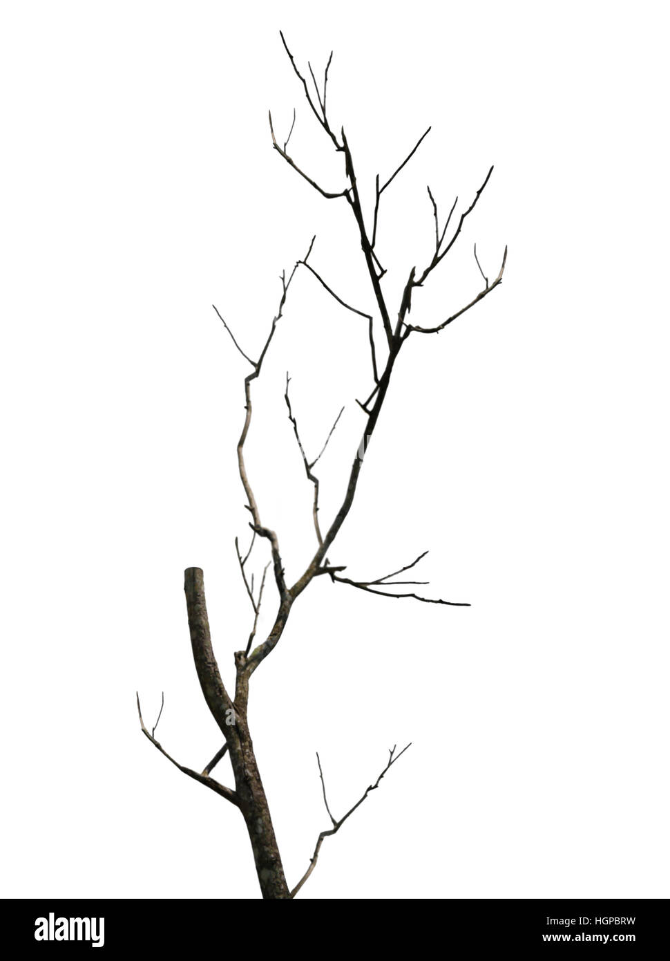 Il vecchio e completamente albero secco crescente contro lo sfondo bianco Foto Stock