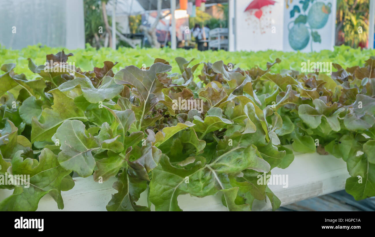 Coltivazione idroponica vegetali verdi in agriturismo mercato di piante Foto Stock