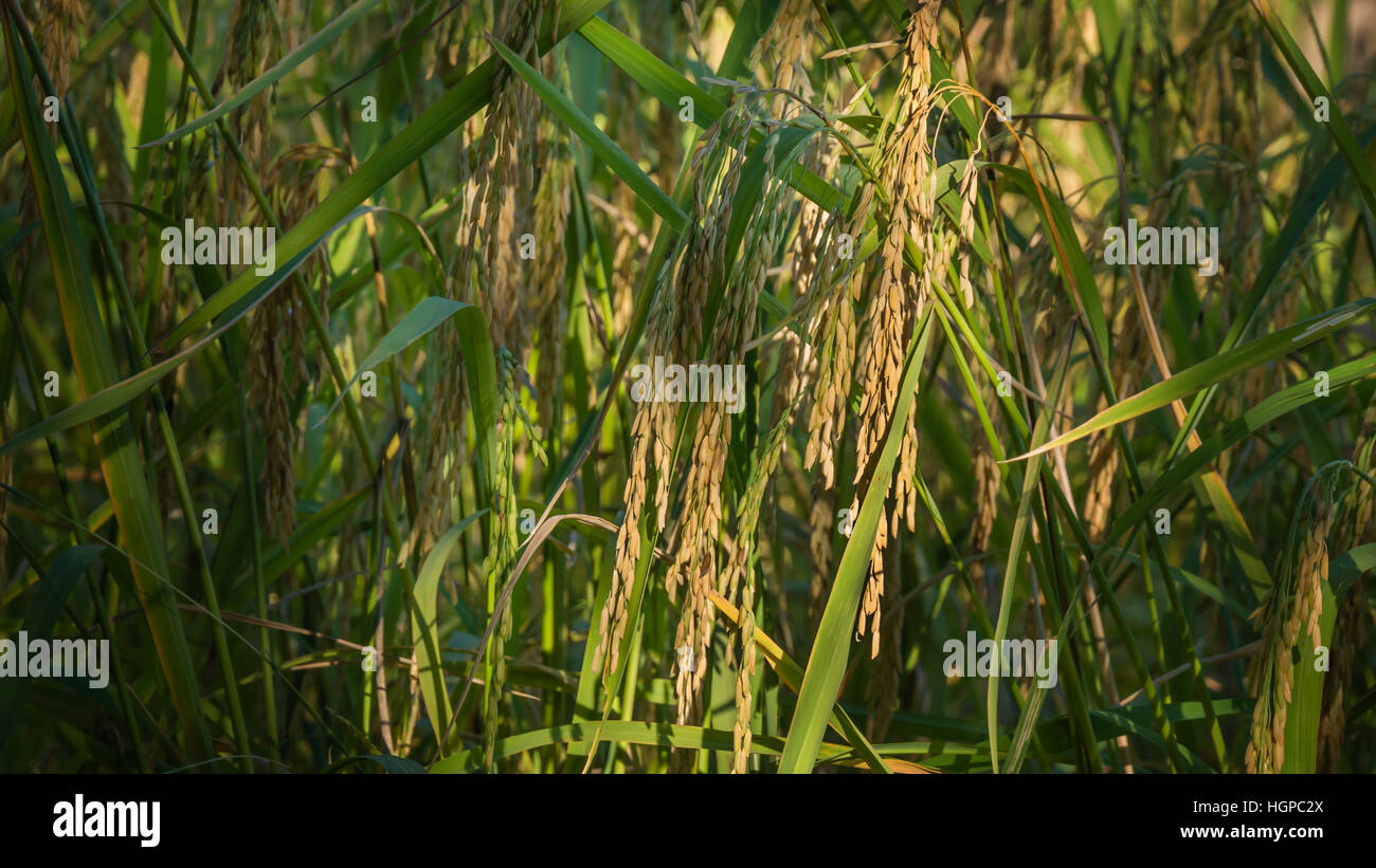 Close up giallo verde campo di riso Foto Stock