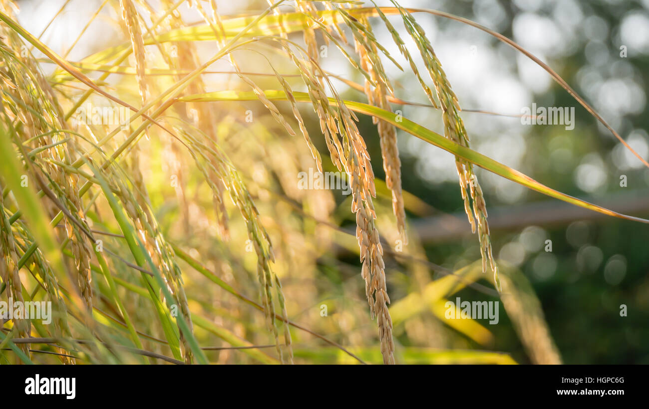 Close up giallo verde campo di riso Foto Stock