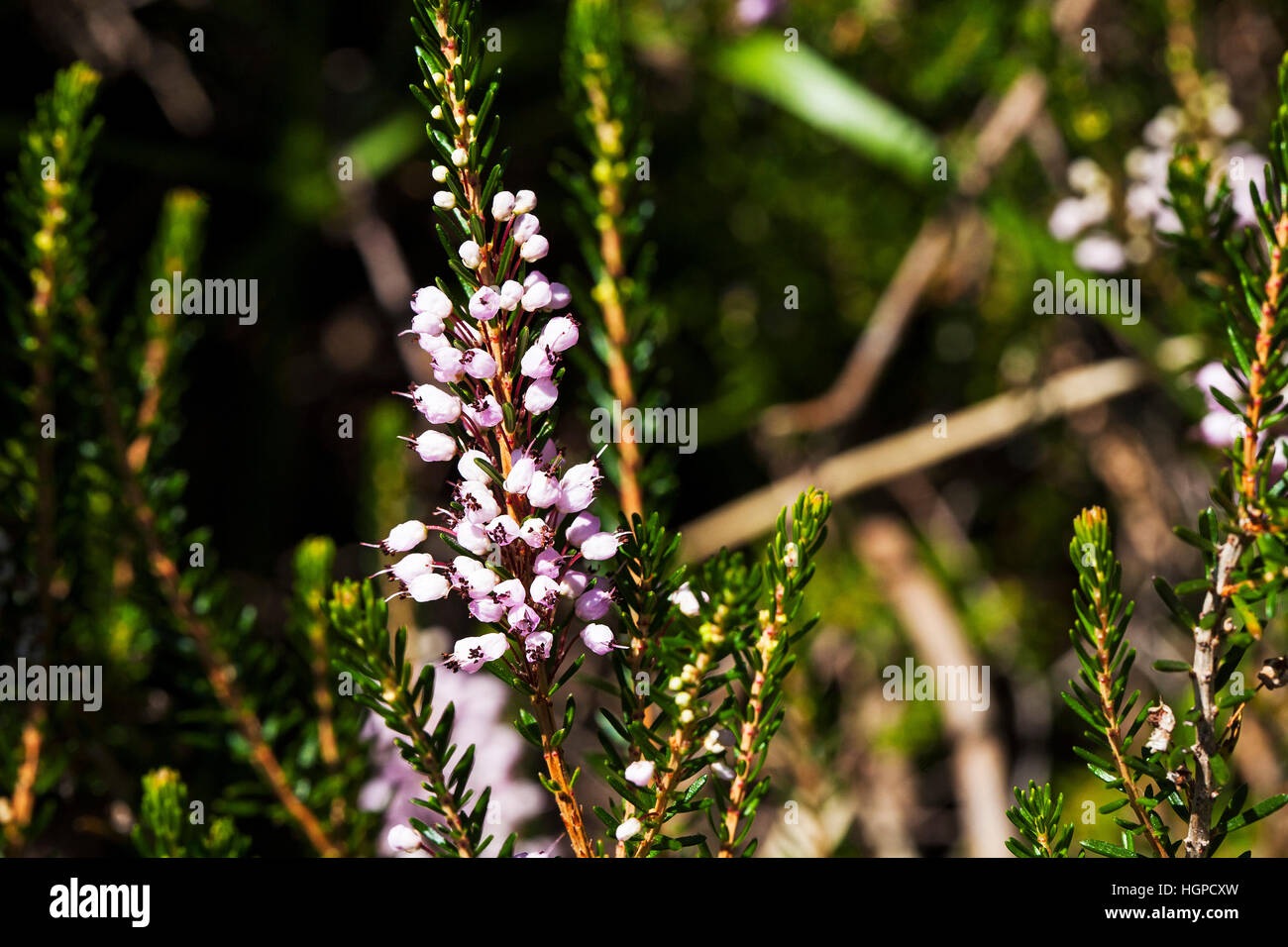 Cornish heath Erica vagans Parco Nazionale dei Pirenei Francia luglio 2015 Foto Stock