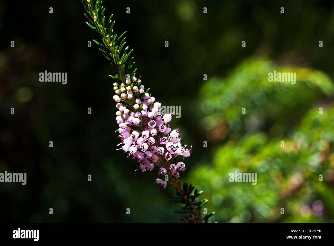 Cornish heath Erica vagans Parco Nazionale dei Pirenei Francia luglio 2015 Foto Stock