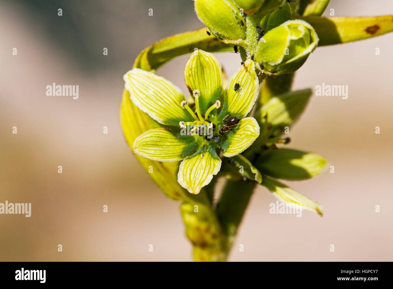 White false helleborine Veratrum album accanto a Lac des Gloriettes Parco Nazionale dei Pirenei Francia luglio 2015 Foto Stock