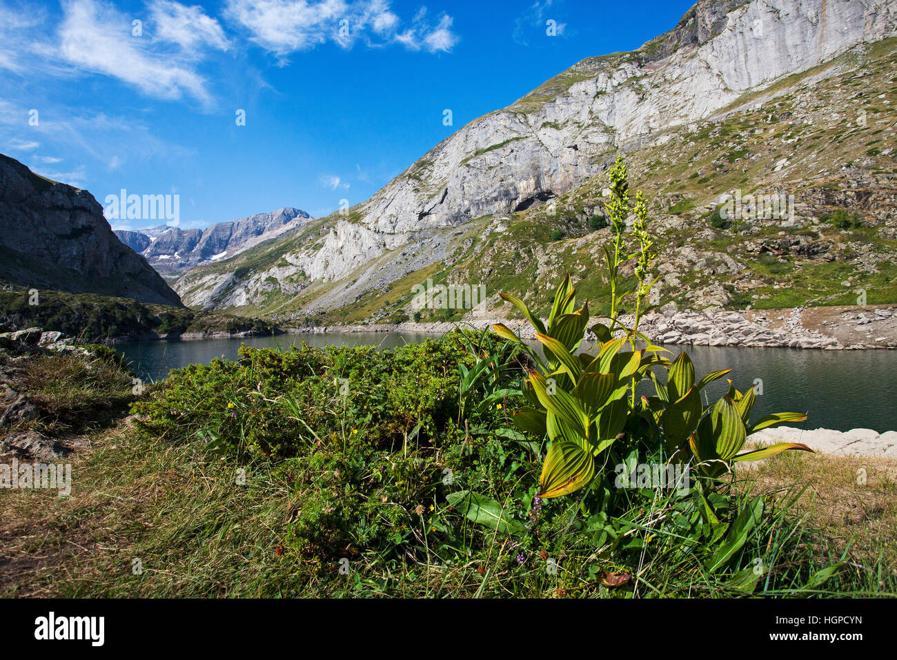 White false helleborine Veratrum album accanto al Lac des Gloriettes con la violazione di Tuquerouye oltre il Parco Nazionale dei Pirenei Francia luglio 2015 Foto Stock