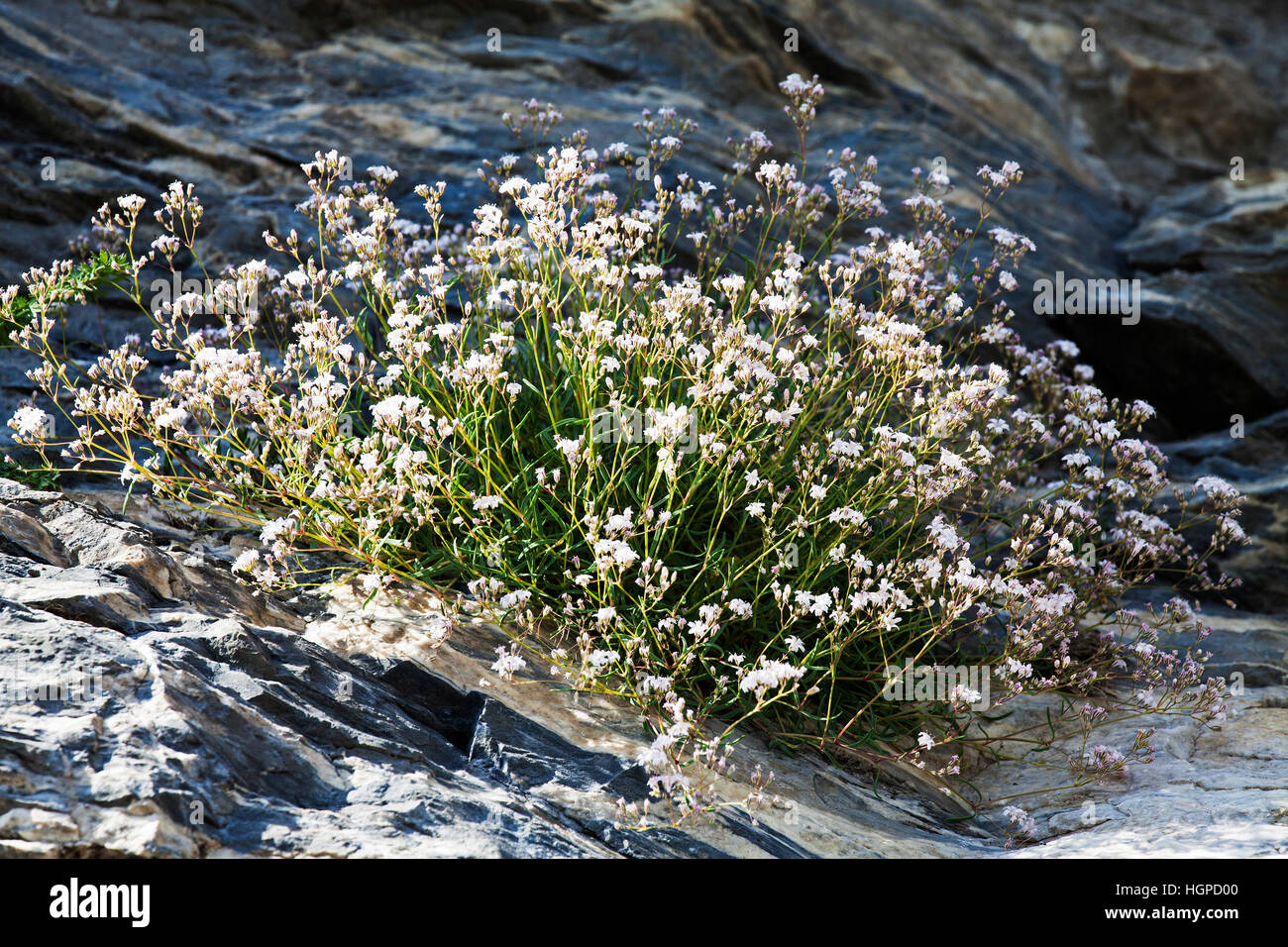 Alpine gypsophila Gypsophila repens crescente rocce nel Parco Nazionale dei Pirenei Francia luglio 2015 Foto Stock