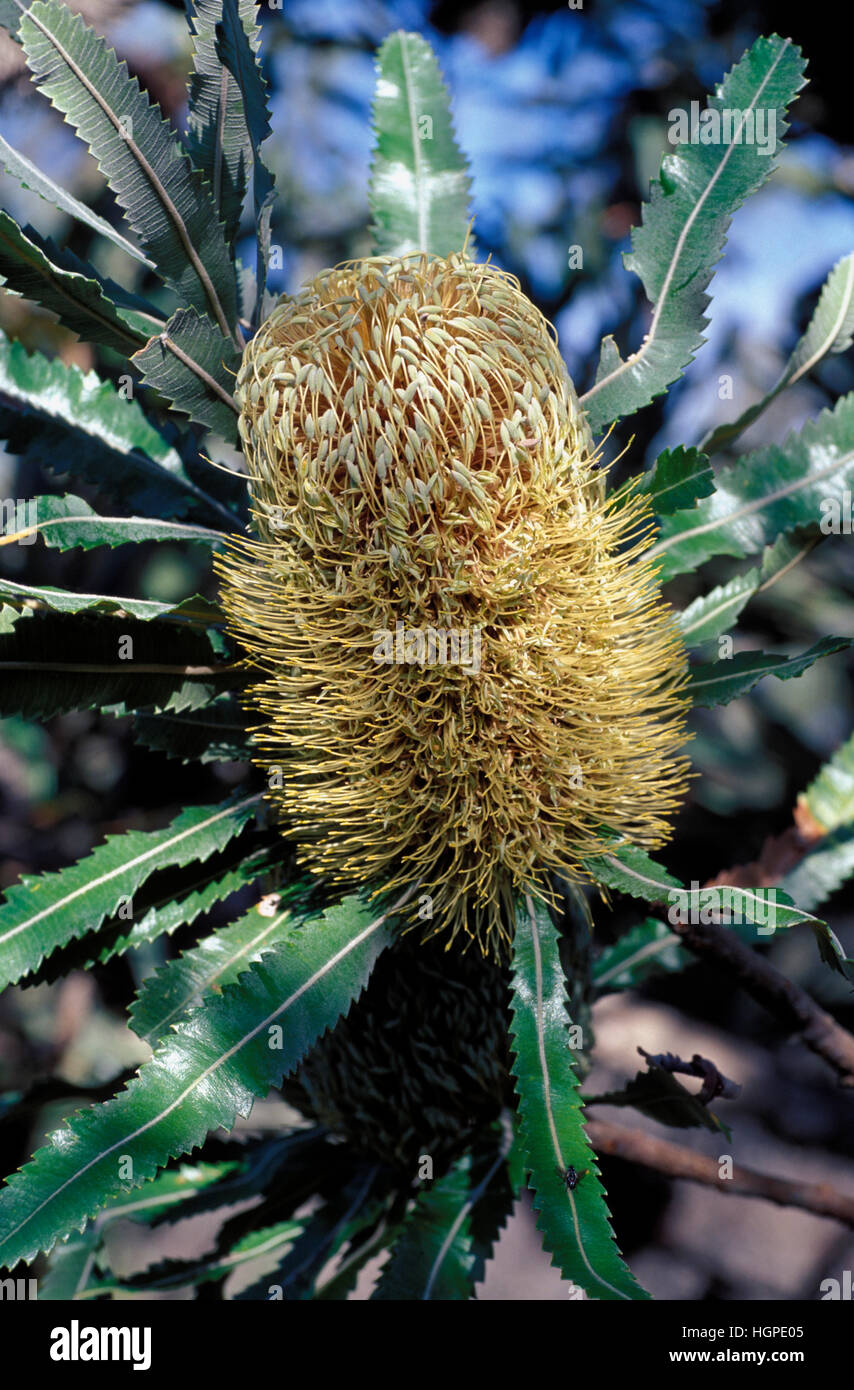 BANKSIA FIORE, AUSTRALIA Foto Stock