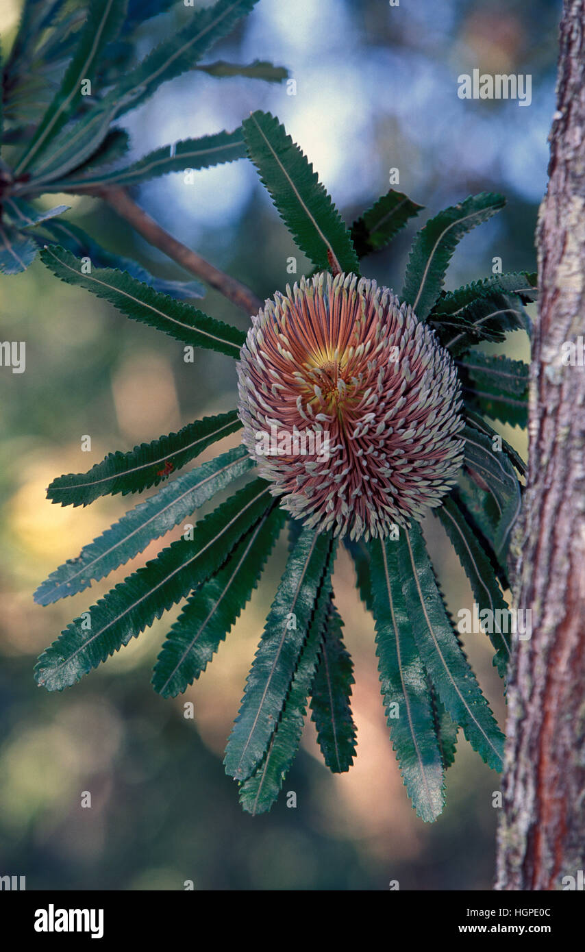 Visto-balestra o OLD MAN BANKSIA (BANKSIA SERRATA) Foto Stock