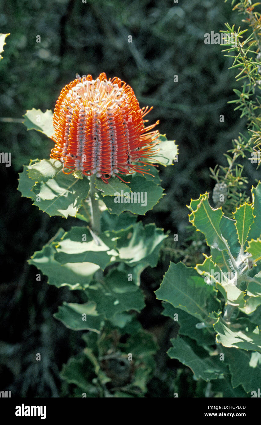 SCARLET BANKSIA (BANKSIA COCCINEA) intervalli di Stirling, Australia occidentale Foto Stock