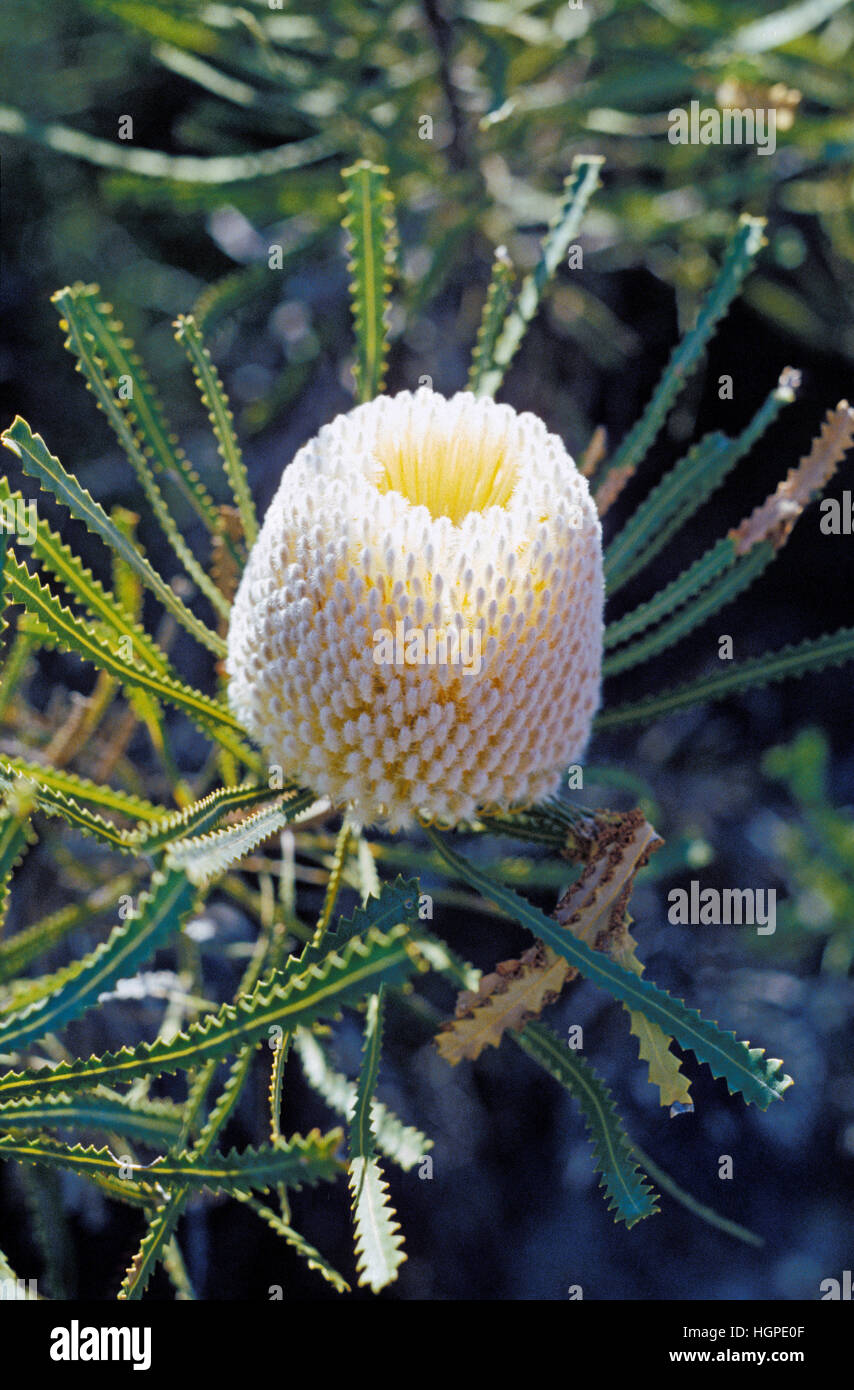HOOKER'S BANKSIA (BANKSIA HOOKERIANA) Foto Stock