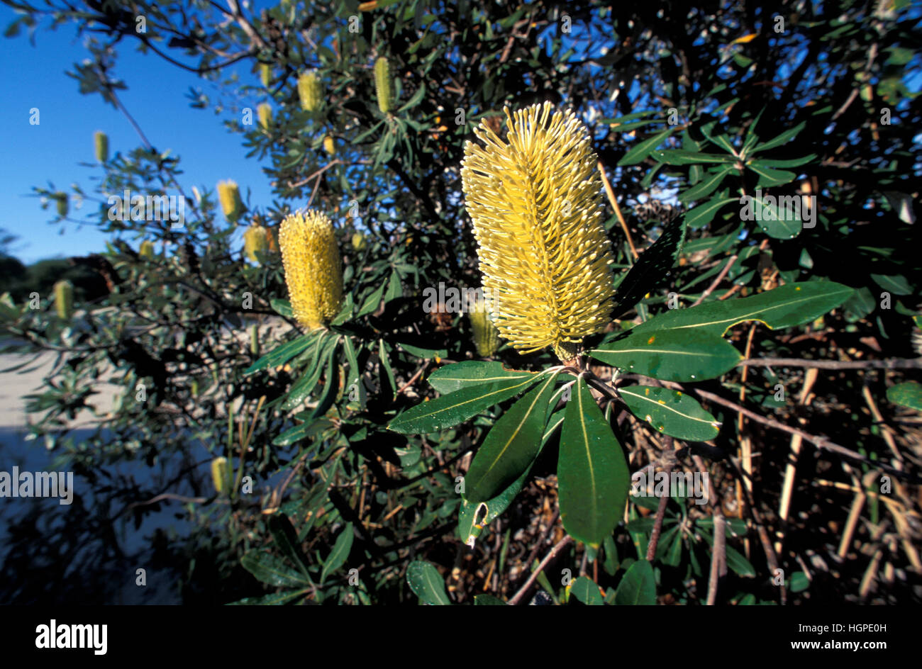 COASTAL BANKSIA (BANKSIA INTEGRIFOLIA) SOUTH STRADBROKE ISLAND, MORETON BAY, QUEENSLAND'S GOLD COAST, AUSTRALIA. Foto Stock