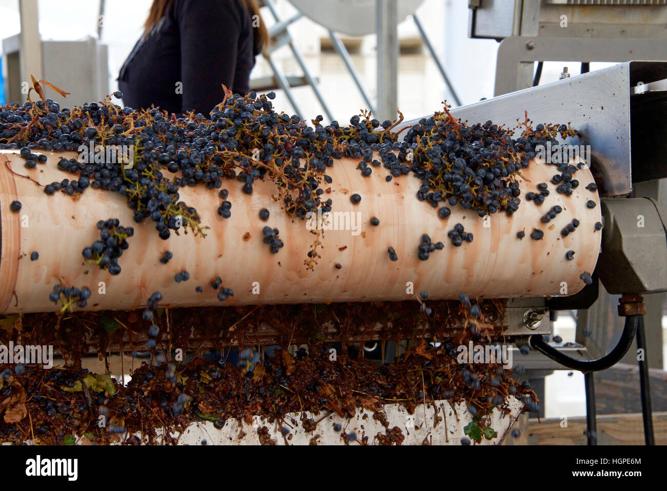 Uve sul nastro trasportatore. moderna cantina, ordinamento viola le uve per la produzione di vino su un nastro trasportatore prima di testa per il frantoio nella Napa Valley Foto Stock