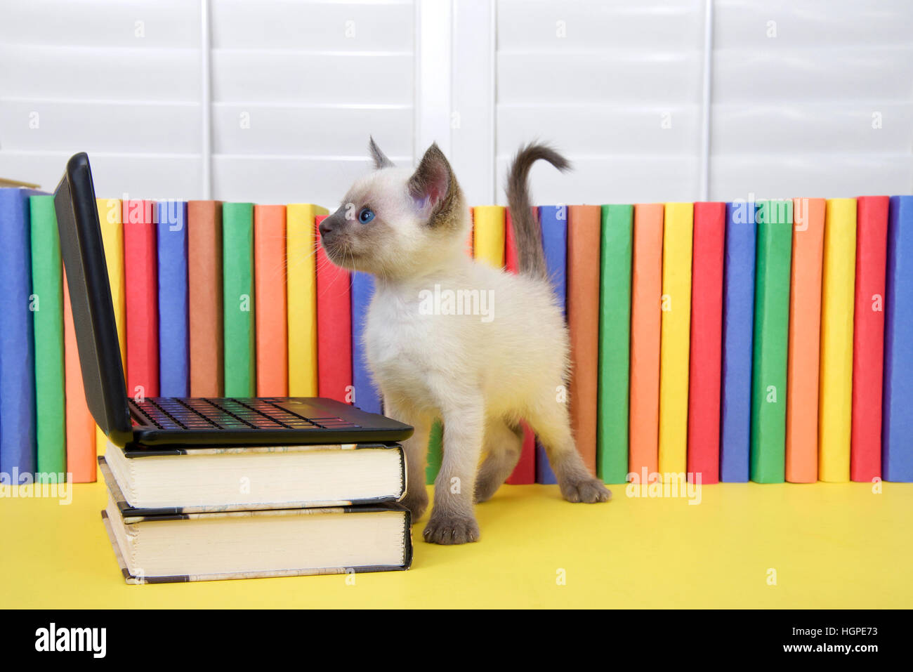 Un Siamese gattino con gli occhi blu in piedi accanto a una miniatura del computer portatile impilati su libri con libri in background. Guardando sullo schermo del computer. Foto Stock