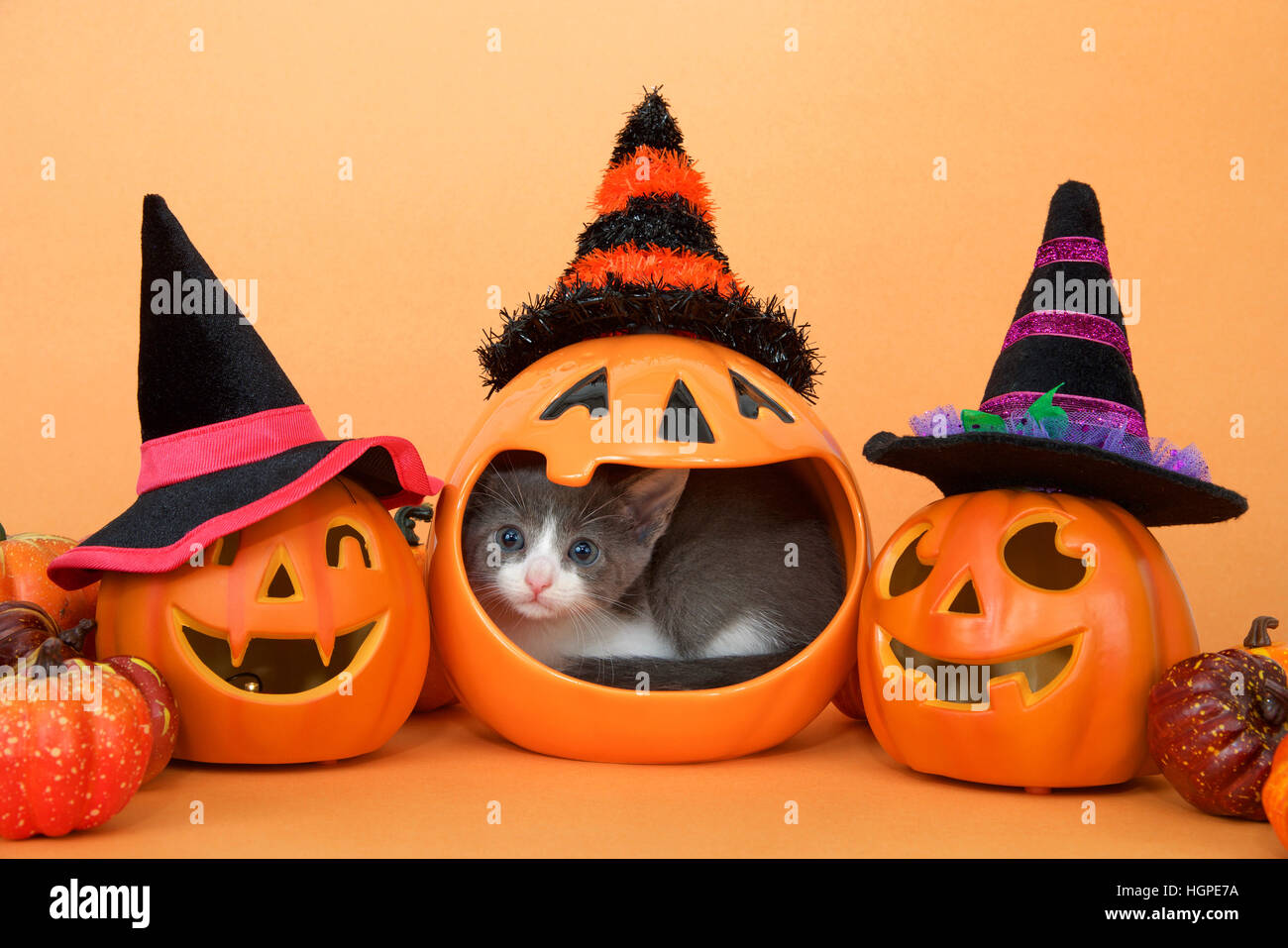 Piccolo grigio e bianco tabby gattino nella bocca di un vasetto di zucca, che spuntavano curiosamente. Jack o lanterne con cappelli di strega e zucche di piccole dimensioni su un orang Foto Stock