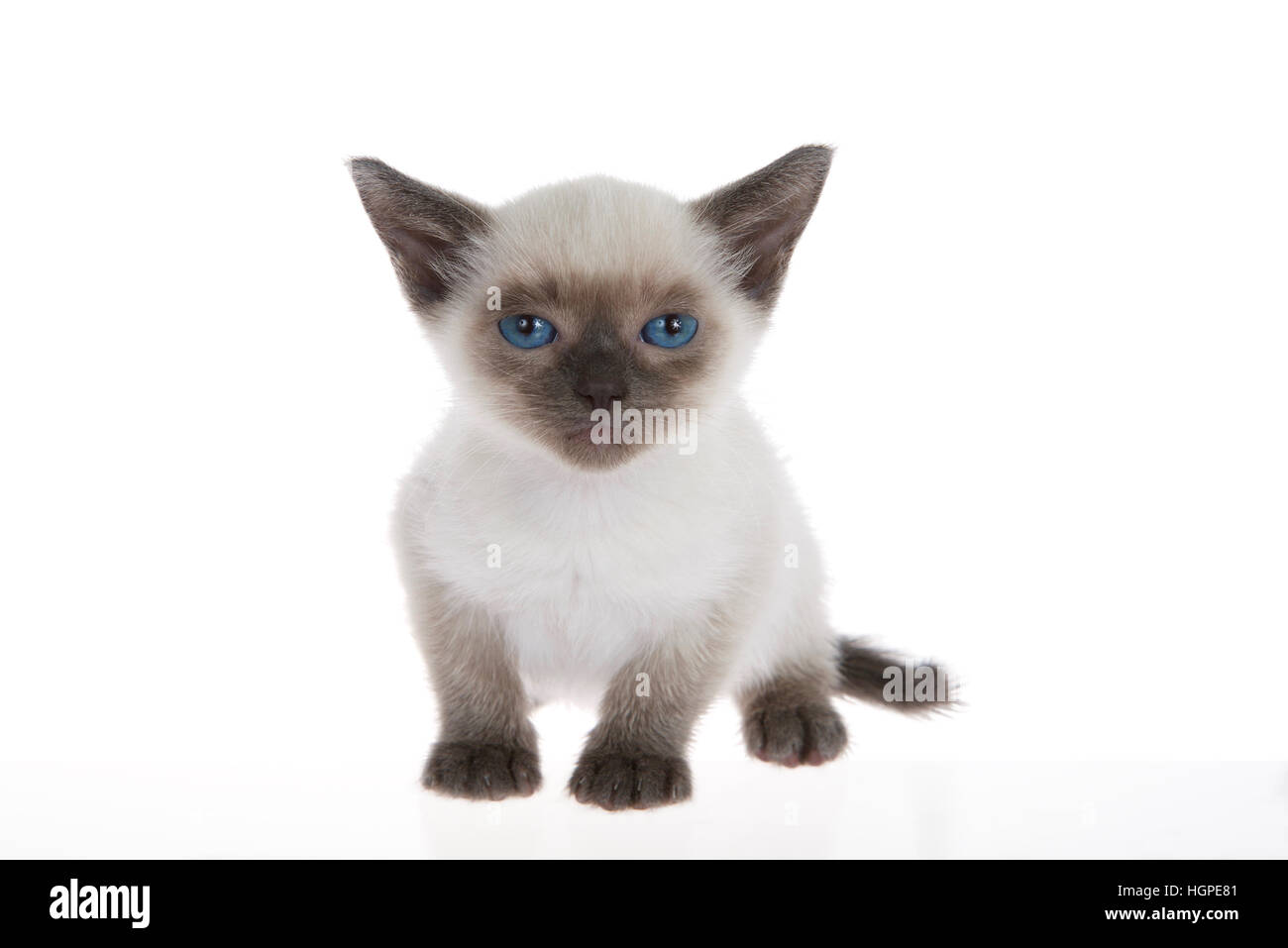 Giovani siamese Gattino con caratteristiche munchkin, più piccole della media, isolata su uno sfondo bianco. seduta, con gli occhi blu guardando al visualizzatore. Foto Stock