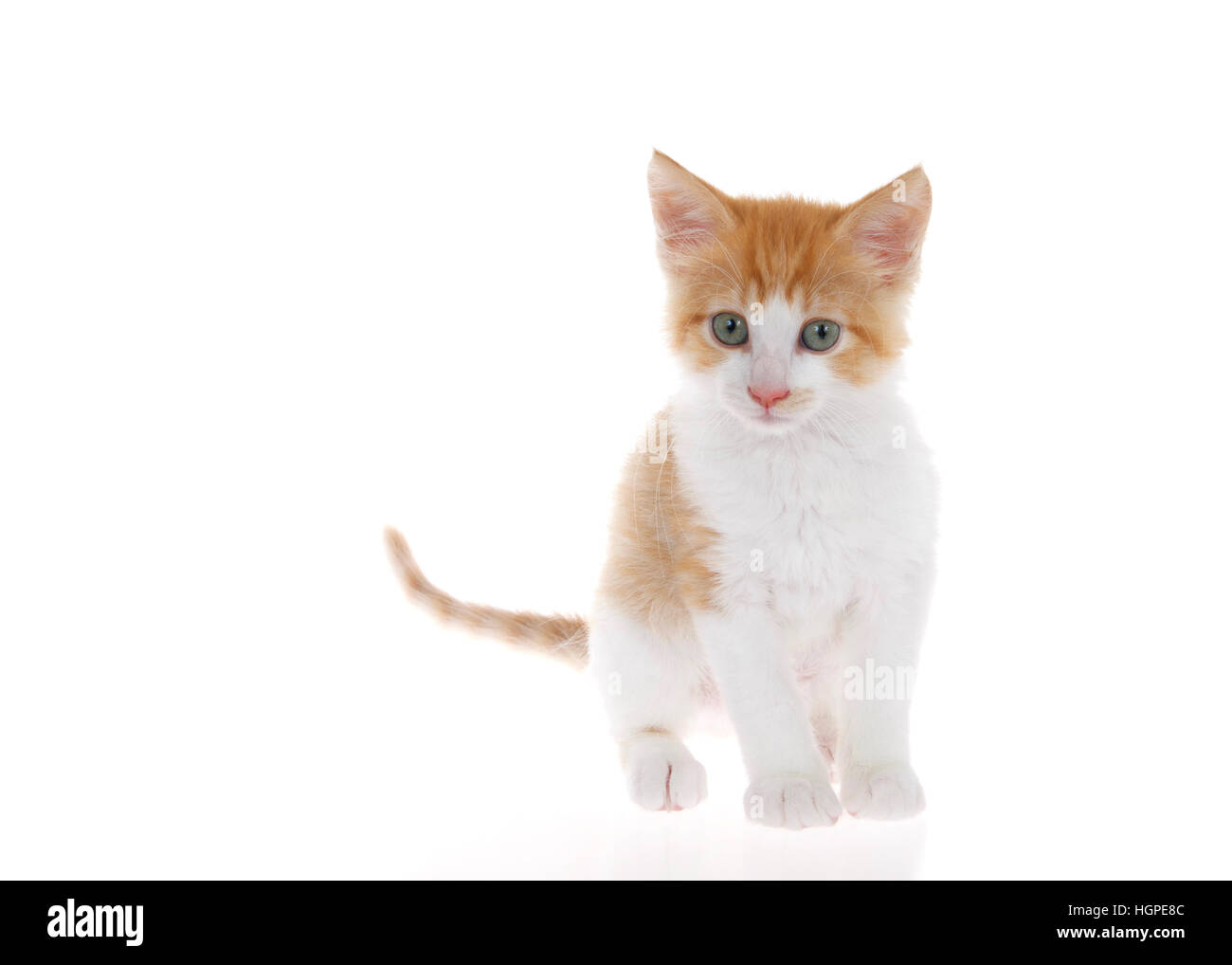 Arancione e bianco tabby kitten permanente sulla leggermente la superficie riflettente cercando leggermente per gli spettatori a sinistra. Isolato su sfondo bianco. Leggermente la testa ti Foto Stock