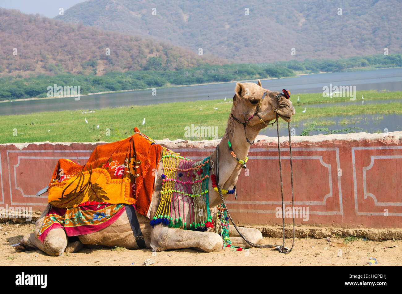 Animale un cammello a due gobbe in India,un animale, un cammello, due-humped, in India, marrone, con una sella in un team, una gobba, due, una fattoria Foto Stock