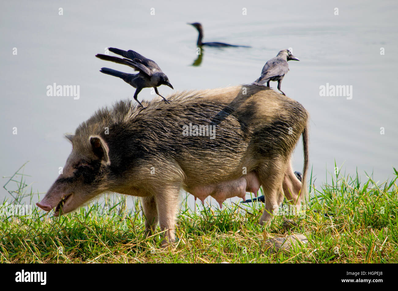 Animale un cinghiale una femmina con uccelli su un dorso, un animale selvatico, il cinghiale, un suino, uccelli, sul dorso, mangia, un'erba verde Foto Stock