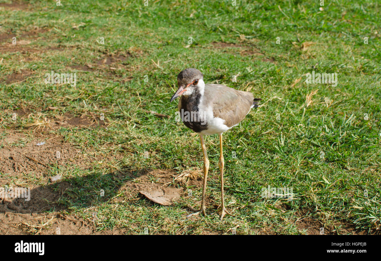 Uccello del Fratino in India,una striscia a occhi, animale, marrone, feathery, grigio, verde, gambe, southern, ali, giallo Foto Stock