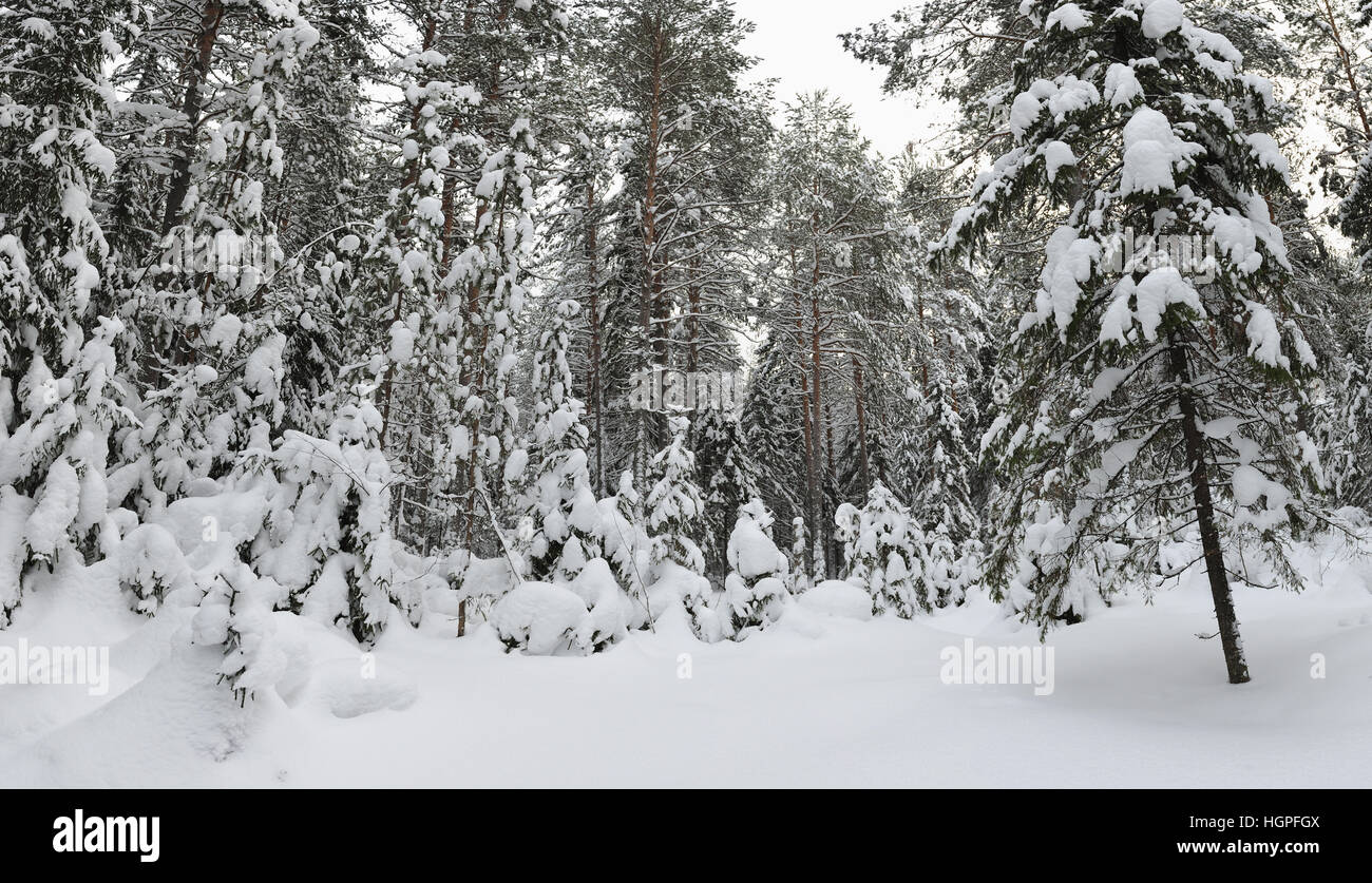 Vista panoramica di wintery coperta di neve vista sulla foresta. Foto Stock