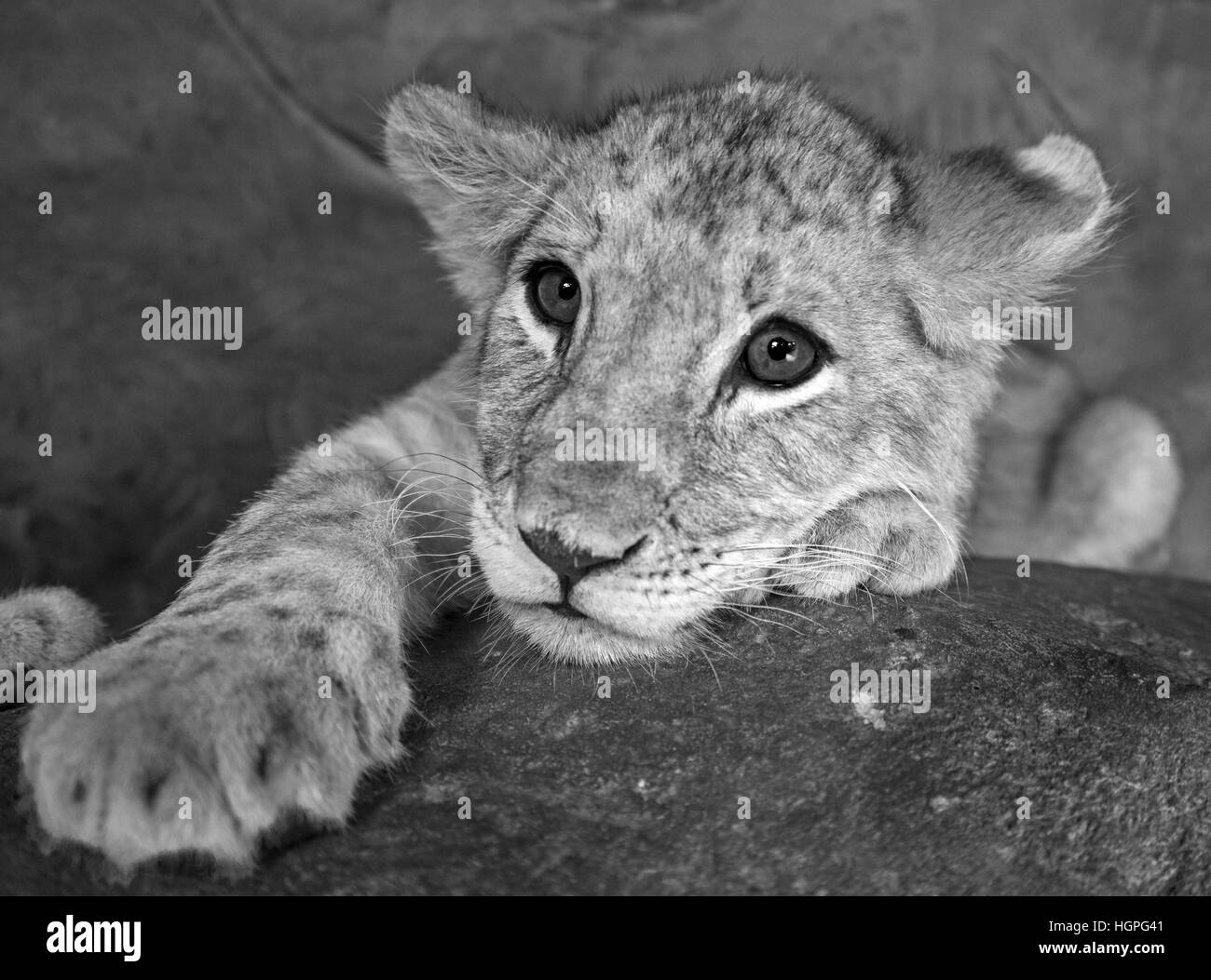 Baby lion closeup in bianco e nero Foto Stock
