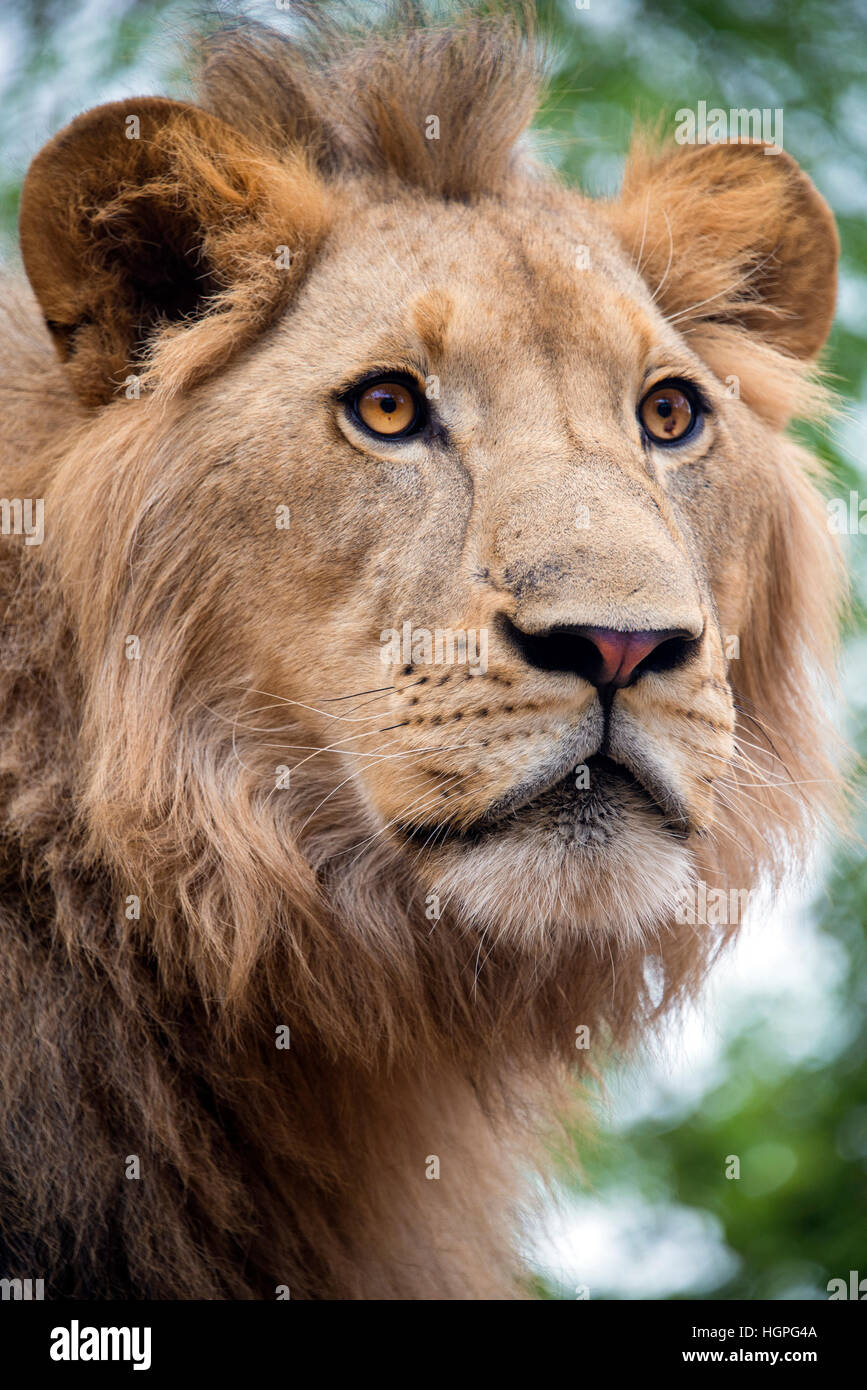 Giovane maschio lion close up ritratto, Sud Africa Foto Stock