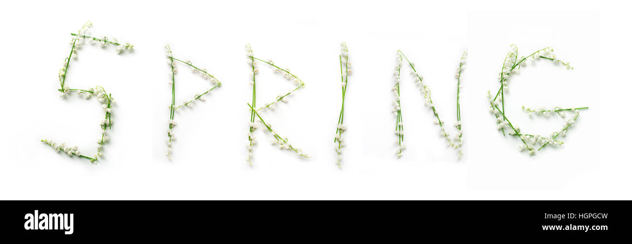 Molla di parola con giglio fiori su sfondo bianco Foto Stock