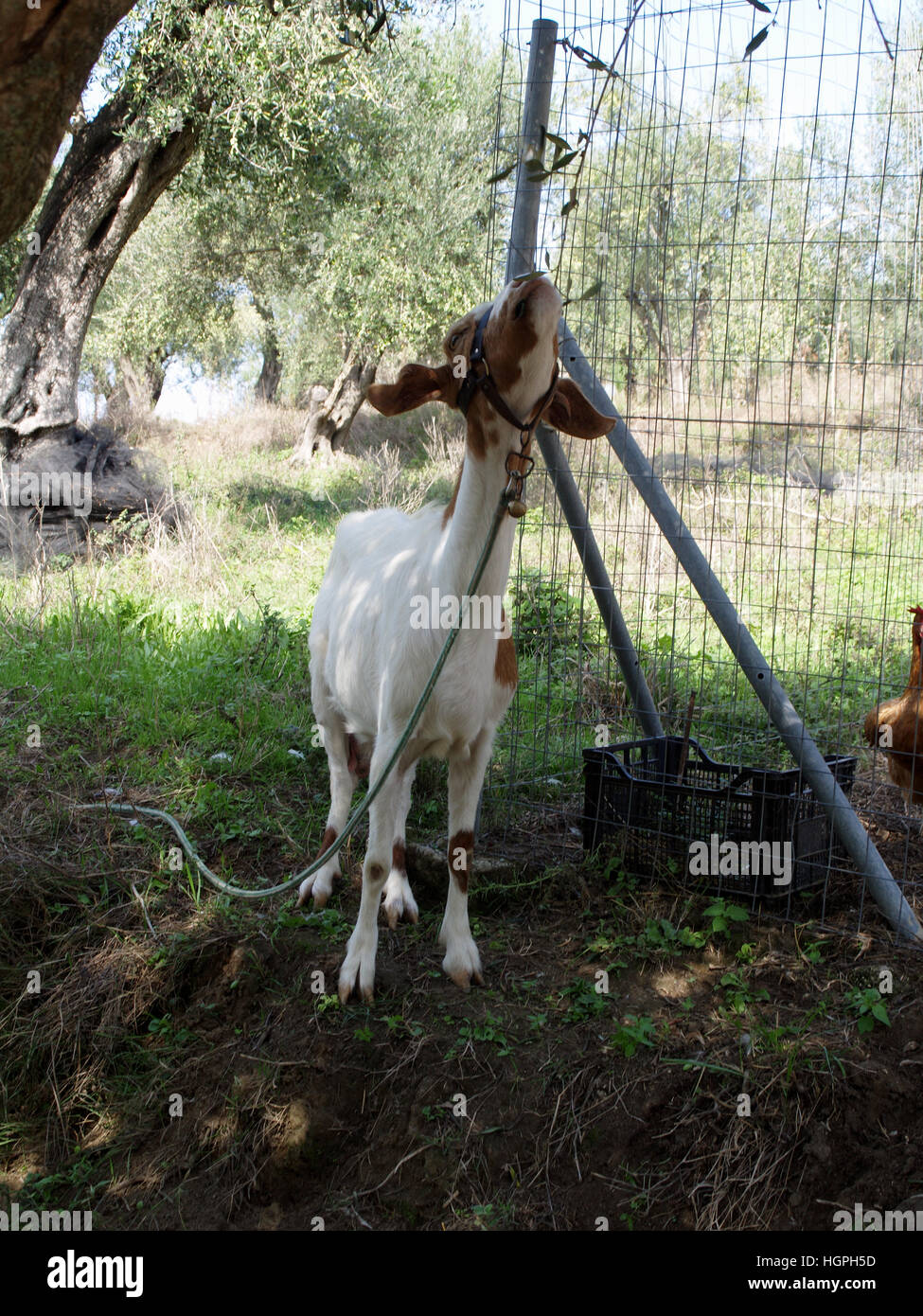 Capra di mangiare di rami di olivo da albero Foto Stock