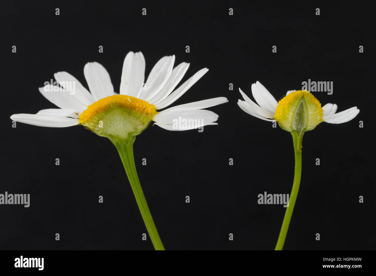 Vergleich zwischen Echter su Kamille (rechts mit im hohlem Längsschnitt Blütenboden) und Unechter Kamille (links mit gefülltem Blütenboden). Echte Kamill Foto Stock